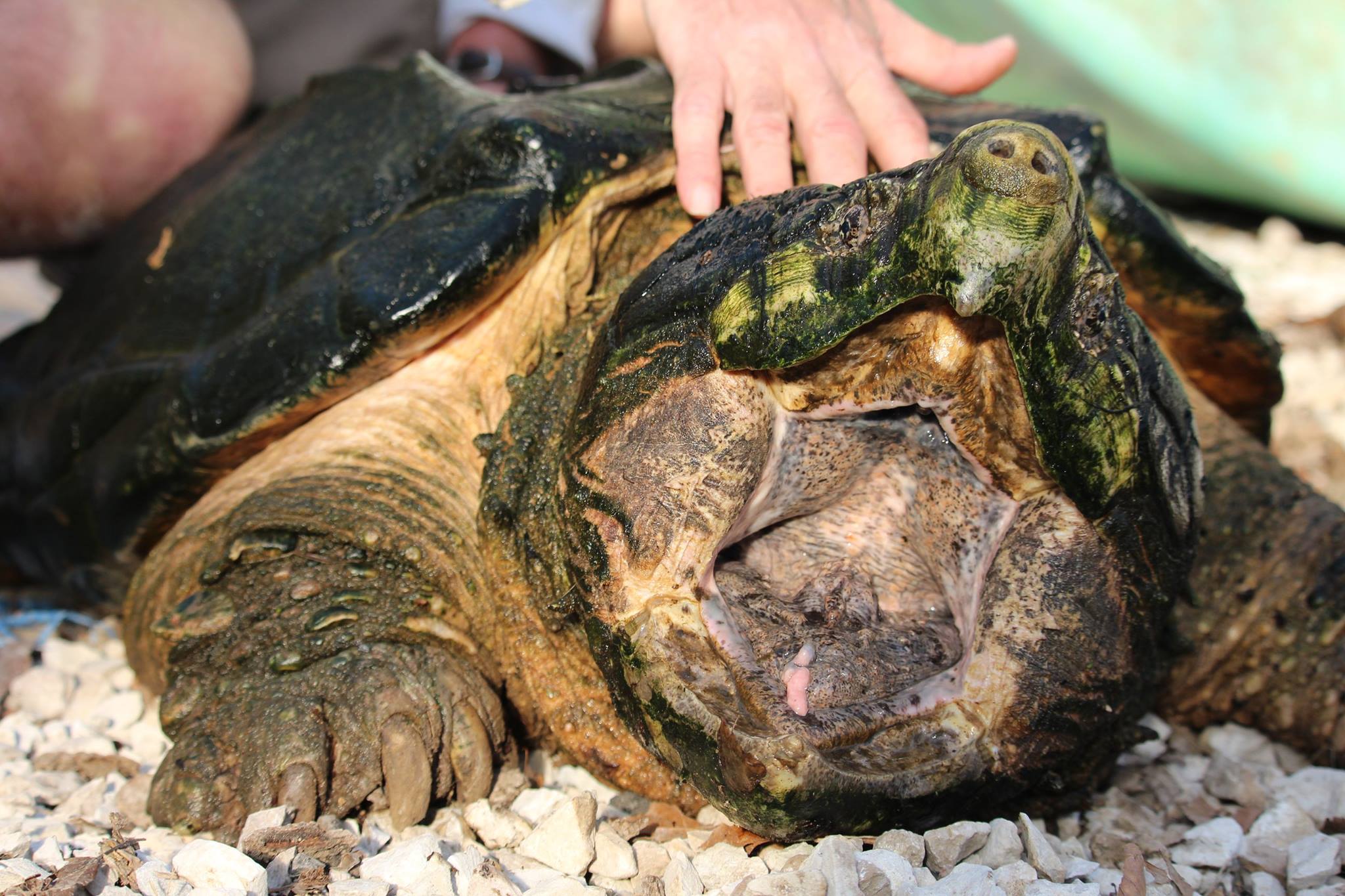 alligator snapping turtle picture